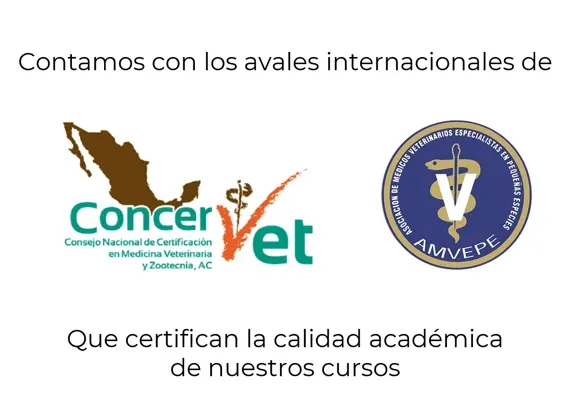 Plan internacional de estudios