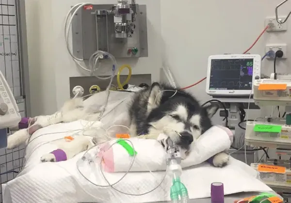 Perrito sangrando