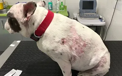 Manejo de la urgencia dermatológica (Pacientes con DAPP)